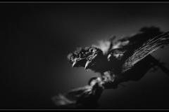 deadsparrow-HD-Edit_framed