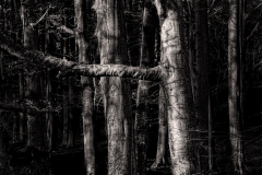 Orchestral of Trees