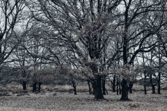Fine-Art-Photography-Posbank-trees-WBII_1