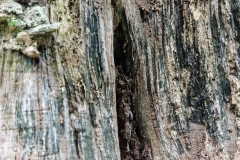 Fine-Art-Photography-Treetrunk_D801468_6