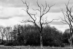 deadtrees_SL