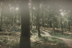 Fine-Art-Photography-Posbank-Wood_1