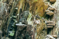 Fine-Art-Photography-Tree-trunk__D801213-II-FX_3